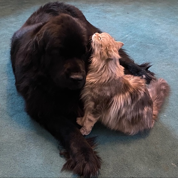 Meet your Posher, SjC - Picture 5 of 16